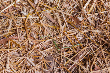 Background with scattered yellow straw