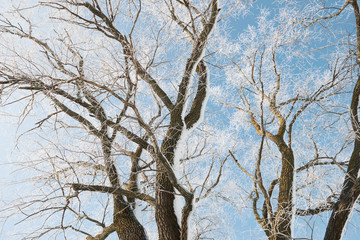 branches with snow on blue sky background in winter forest, beautiful wild landscape