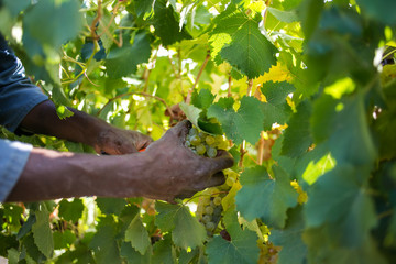 Bunches of ripe grapes ready to be picked on a wine farm in South Africa