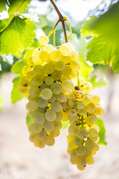 Bunches of ripe grapes ready to be picked on a wine farm in South Africa