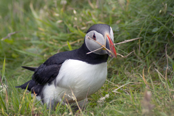 puffin with twigs