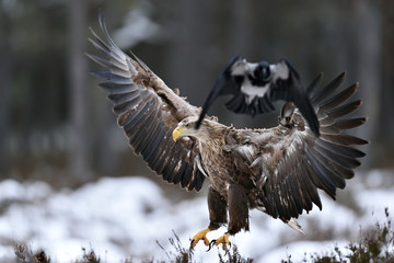 White tailed eagle landing, birds escape