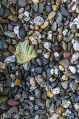 Leaf on pebbles