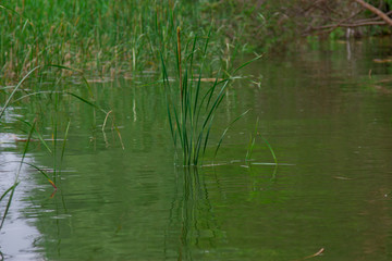 Reeds in the water during a small rain. Tourist base in the forest.