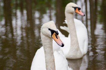 Obraz premium A pair of swans in a pond. Tourist base in the forest.