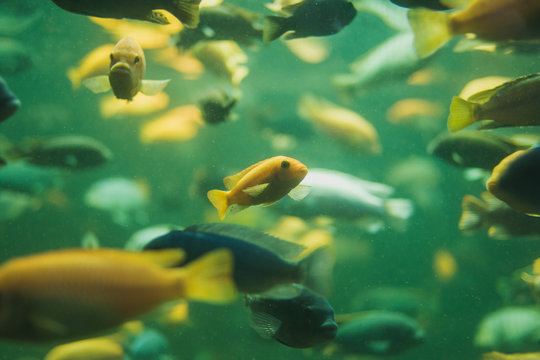 Close up view of a school of malawi cichlid in an aquarium