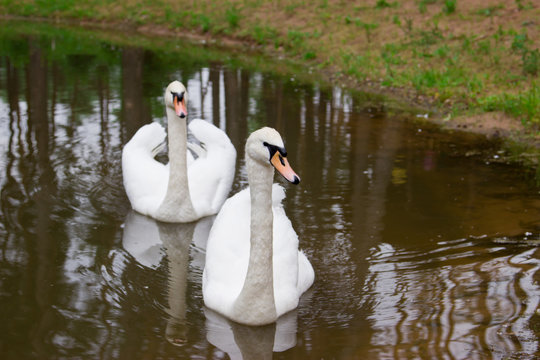A pair of swans in a pond. Tourist base in the forest.