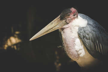 Close up view of a marabou stork in a zoo