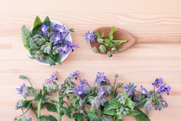 starflower / top view of Bowl and wooden spoon with Borage