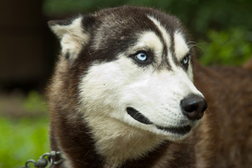 Kennel for dogs breed Husky. Tourist base in the forest.