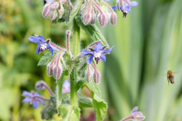 starflower / Borage with blue flowers  in a garden 