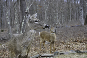 Mother and Young Whitetail Deer in My Backyard