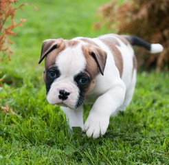 Fototapeta premium Funny nice red American Bulldog puppy is walking on the grass