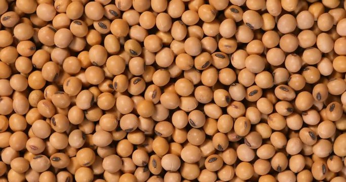 Close up a soybeans grain seed background , 4K Dci resolution