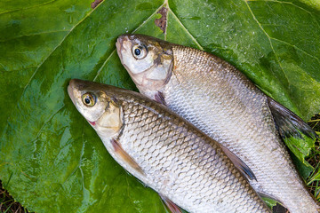 Freshwater common bream and European chub fish on natural background..