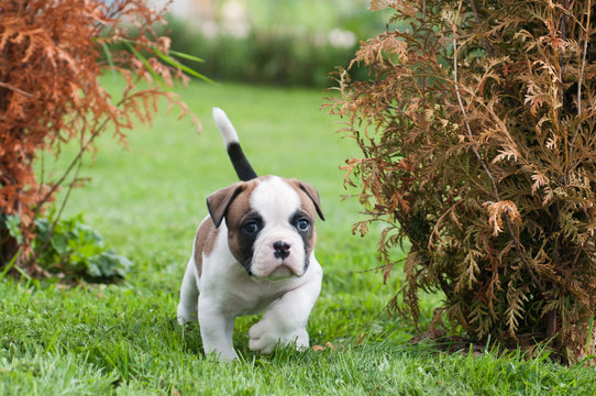 Funny Nice Red American Bulldog Puppy Is Walking On The Grass