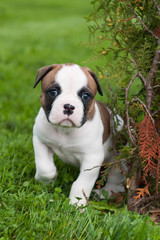 Funny nice red American Bulldog puppy is walking on the grass