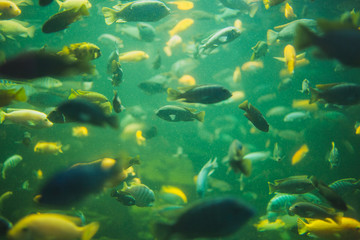 Fototapeta na wymiar Close up view of a school of malawi cichlid in an aquarium