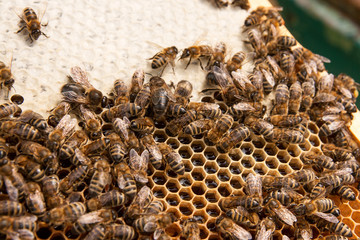 Busy bees, close up view of the working bees on honeycomb. .