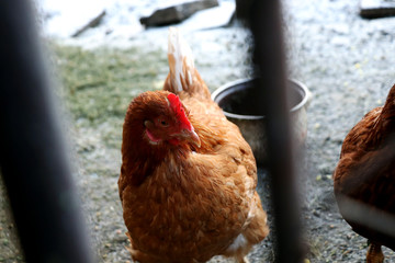 A view on hen who try find some food