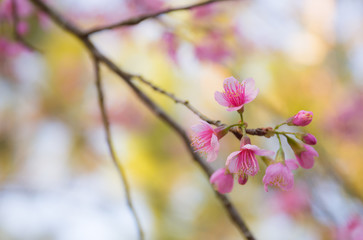 Beautiful Wild Himalayan Cherry blossom, Thai Sakura flower.