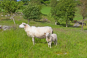 Ewe and lamb sheep on farm in Norway © geoffsp