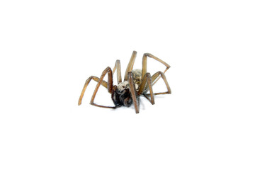 Spider on white