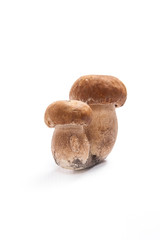 Double porcini mushrooms known as boletus edulis isolated on white background.