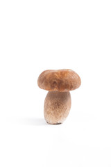 Single Porcini mushroom known as boletus edulis isolated on white background.