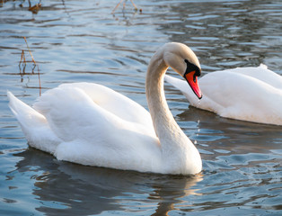 Swan swimming on river