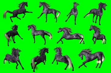 Collezione su sfondo chroma key di pose di cavallo arabo