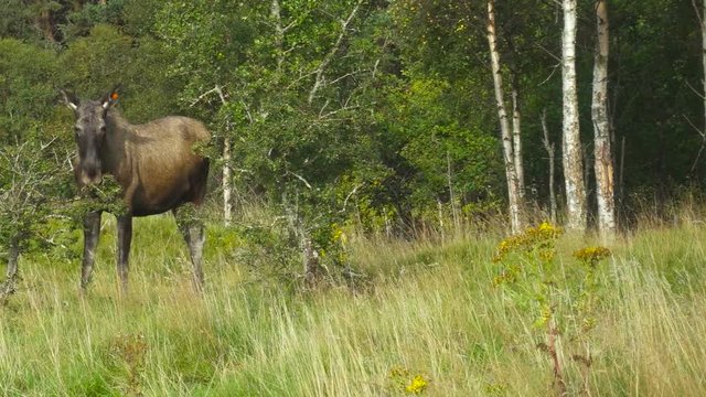 Mooses in the wild forest in a sunny day
