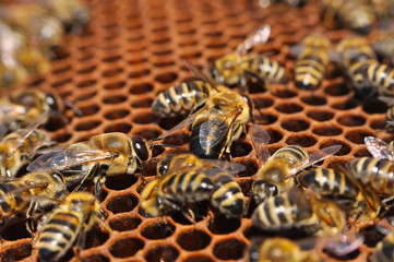 Big drone bee in honeycomb. Drone bee or male bee with bee worker
