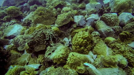 sea corals in tropical water