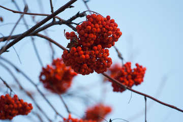  Ripe rowan berries
