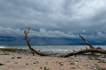 Driftwood in front of storm clouds