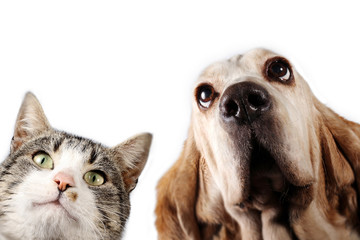 Basset hound dog and kitten on white background  - 190368333