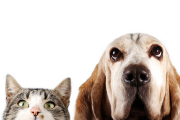 Dog and kitten on white background - 190368334