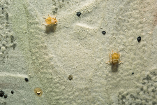 Remains of house bugs, cimicidae on the wall macro