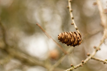 Larch tree twig cone, spring or autumn natural background.