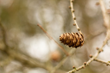 Larch tree twig cone, spring or autumn natural background.