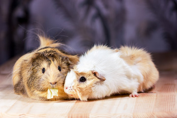 Cute guinea pigs