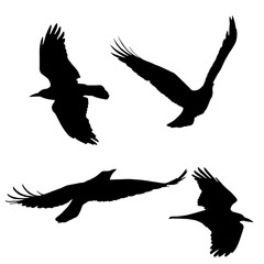 Set of vector silhouettes of flying birds