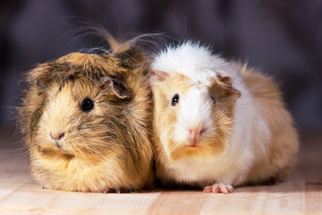 Fototapeta premium Cute guinea pigs