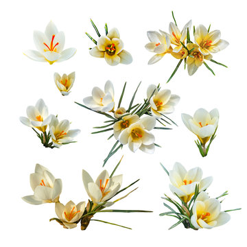 Set on a white background. Spring flowers. White crocuses.