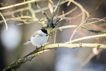Marsh tit sitting on a branch (Poecile palustris)