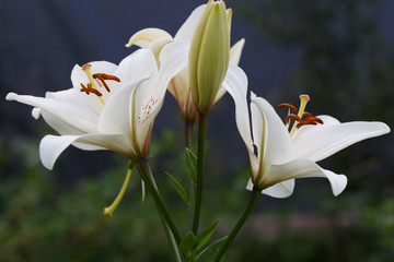 Lily flowers in the garden.