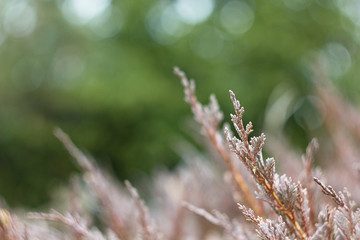 Heather on natural background, Calluna vulgaris spring color.