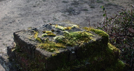 Moss on ancient stones