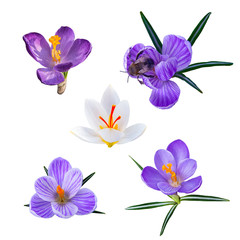 Set on a white background. Spring flowers. Blue Crocuses.Bumblebee.